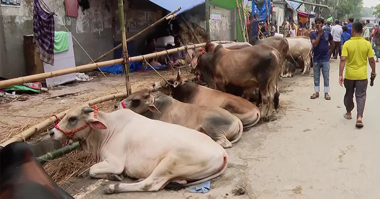 পশুর হাট